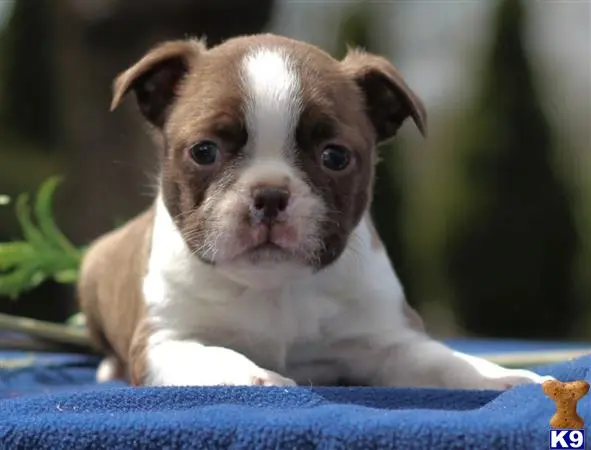 Boston Terrier puppy for sale