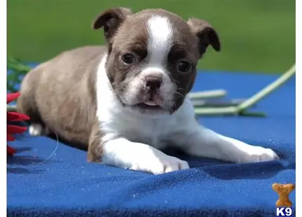 Boston Terrier