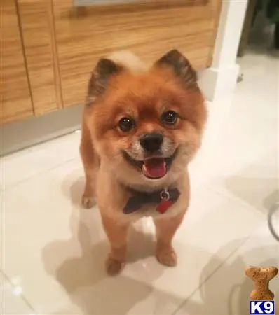 Pomeranian stud dog