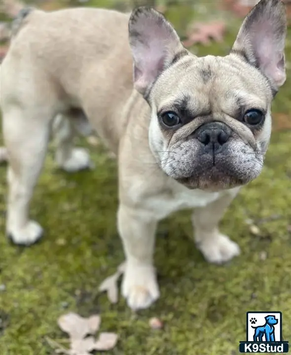French Bulldog stud dog: a french bulldog dog standing on grass