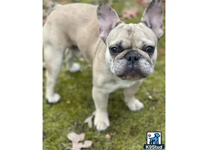 French Bulldog stud dog: a french bulldog dog standing on grass