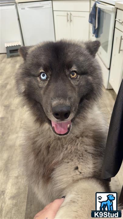 a siberian husky dog with its tongue out