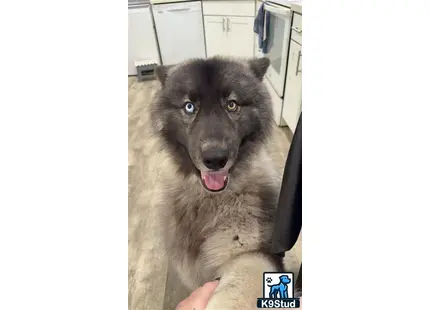 a siberian husky dog with its tongue out