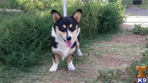 Pembroke Welsh Corgi