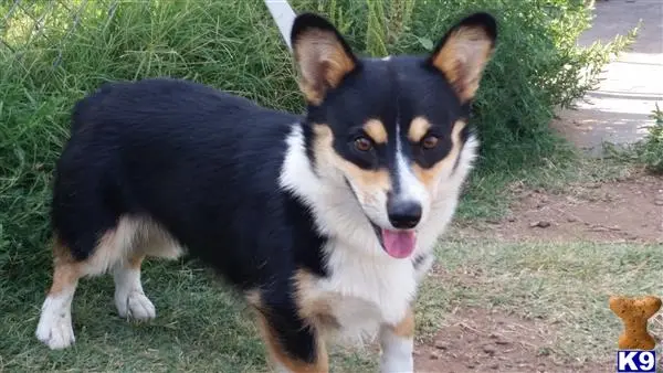 Pembroke Welsh Corgi stud dog