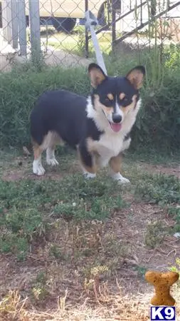 Pembroke Welsh Corgi stud dog