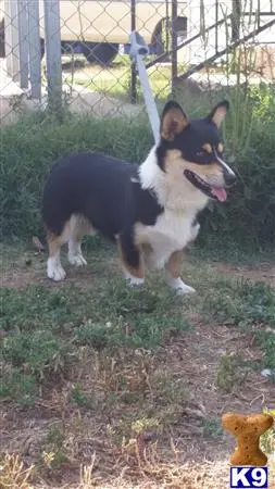 Pembroke Welsh Corgi stud dog