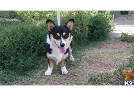 Pembroke Welsh Corgi