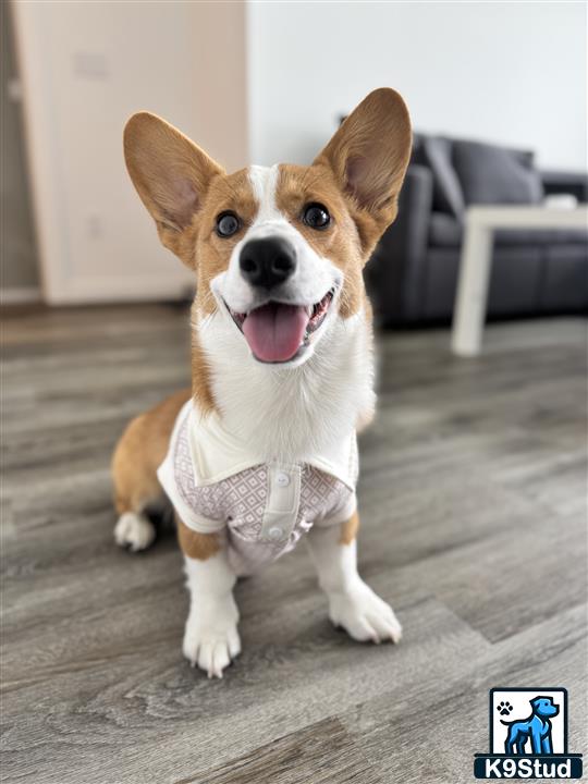 a pembroke welsh corgi dog wearing a sweater
