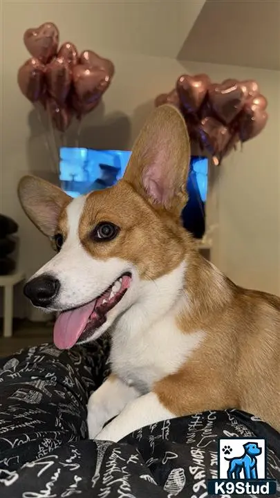 Pembroke Welsh Corgi stud dog: a pembroke welsh corgi dog with its tongue out