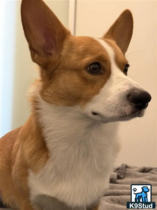 Pembroke Welsh Corgi stud dog: a pembroke welsh corgi dog looking at the camera