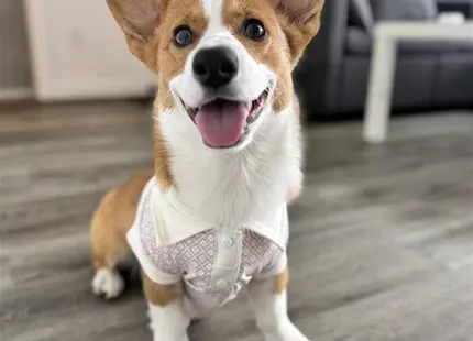 Pembroke Welsh Corgi stud dog: a pembroke welsh corgi dog wearing a sweater