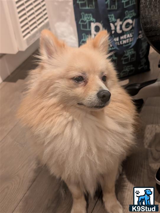 a pomeranian dog sitting on a couch
