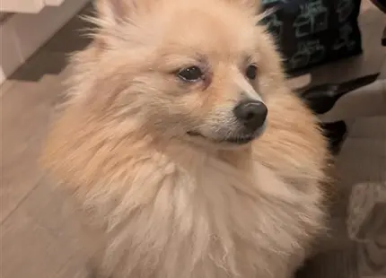 a pomeranian dog sitting on a couch
