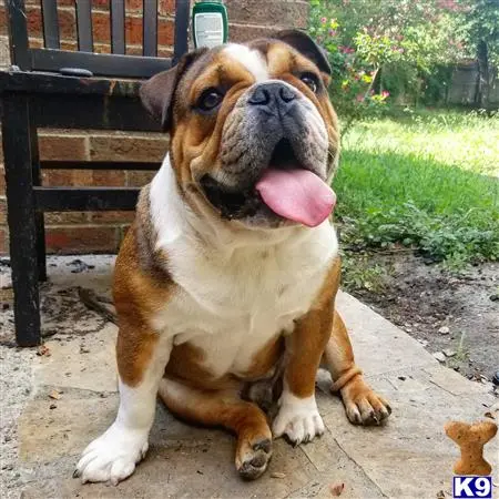 English Bulldog