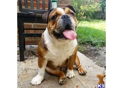 English Bulldog