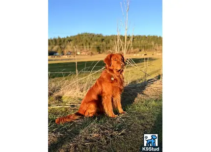 Golden Retriever stud dog: a golden retriever dog sitting on grass