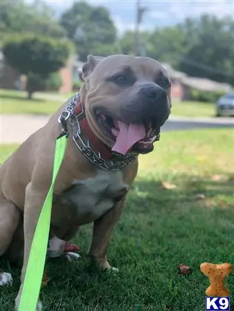 American Bully stud dog