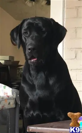 Labrador Retriever