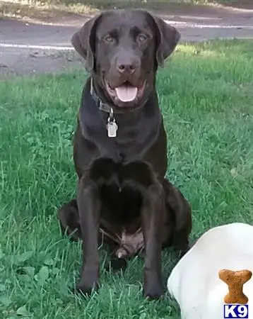 Labrador Retriever stud dog