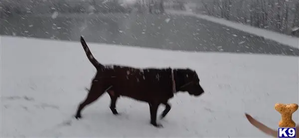 Labrador Retriever stud dog