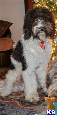 a goldendoodles dog sitting on a rug