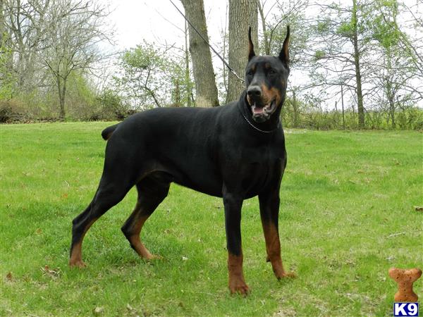 Doberman Pinscher dog