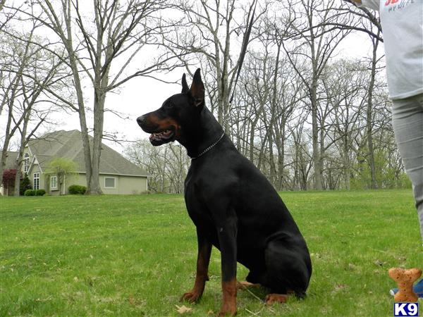 Doberman Pinscher dog