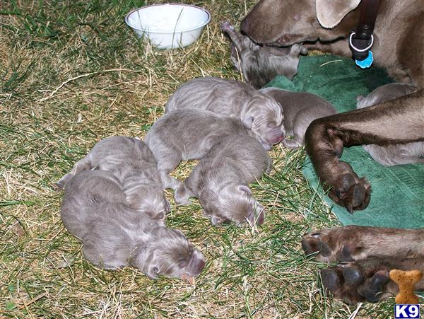 silver lab puppies for sale in indiana labrador retriever puppy for sale silver lab puppies 6 years silver lab puppies for sale in indiana labrador retriever puppy for sale silver lab puppies 6 years