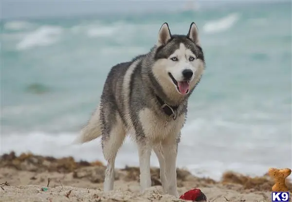 Siberian Husky