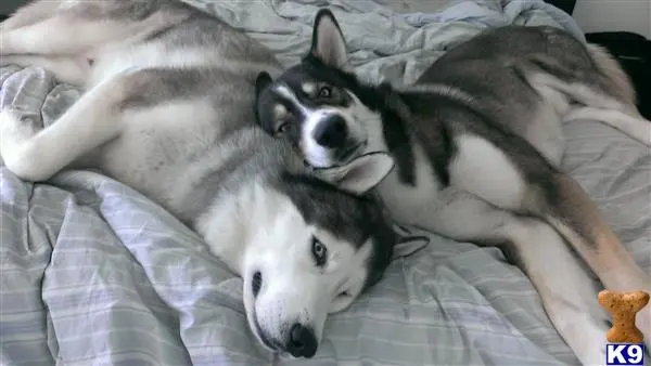 Siberian Husky stud dog