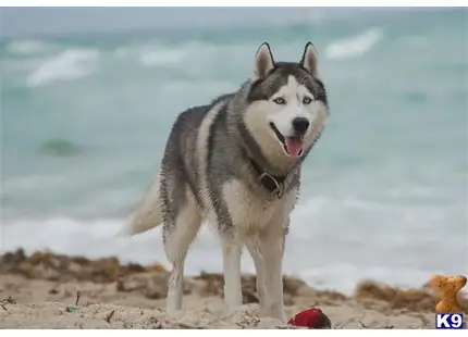 Siberian Husky