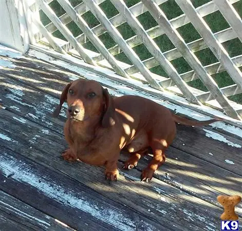 Dachshund