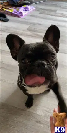 French Bulldog stud dog