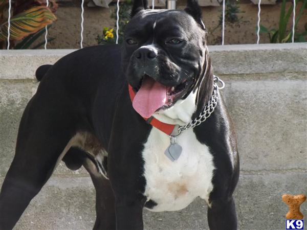 Boxer stud dog