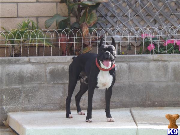 Boxer stud dog