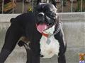 Boxer stud dog: Black and white Boxer dog standing with tongue out