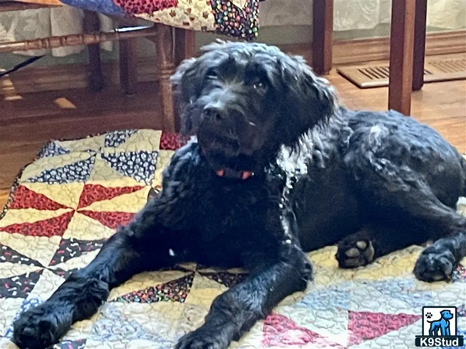 Goldendoodles female dog: Black Goldendoodle lying on a colorful quilt indoors