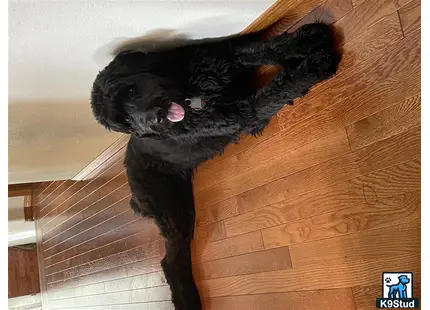 Goldendoodles