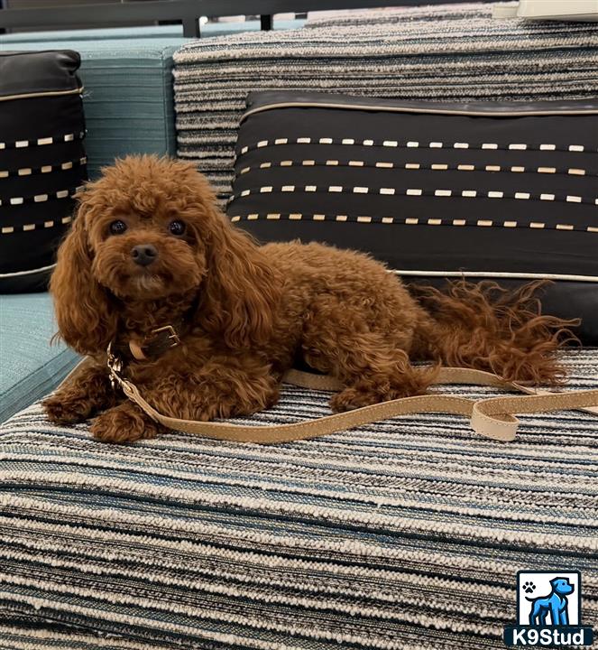 a poodle dog lying on a chair