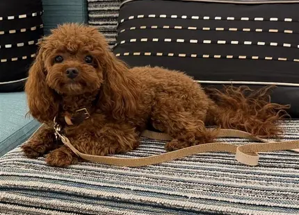 a poodle dog lying on a chair