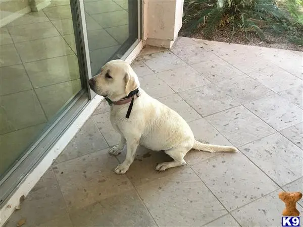 Labrador Retriever female dog