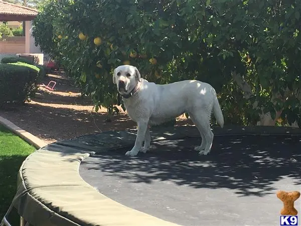 Labrador Retriever female dog