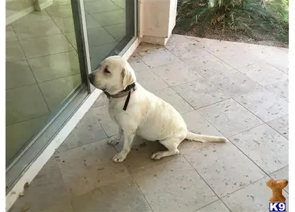 Labrador Retriever