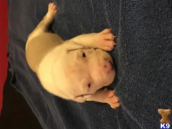 American Pit Bull puppy for sale