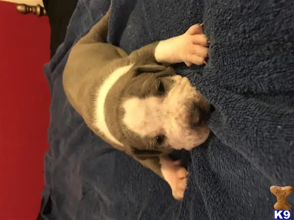 American Pit Bull puppy for sale