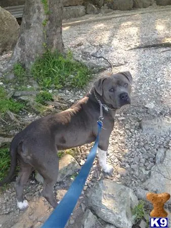 American Pit Bull puppy for sale