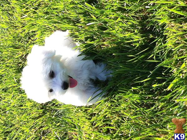 maltipoo puppy posted by davidbui
