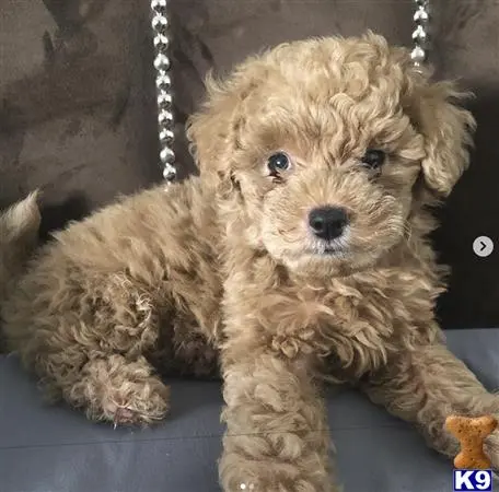 Labradoodle stud dog