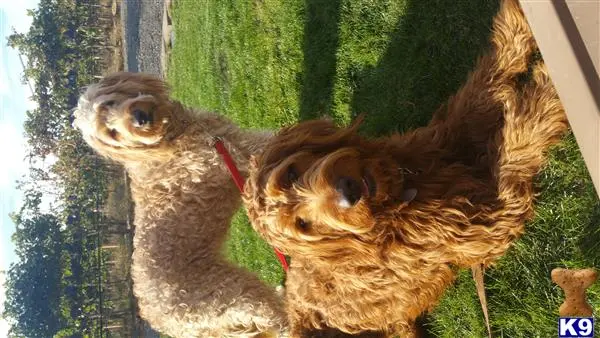 Goldendoodles stud dog